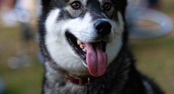 A Step-by-Step Guide to Cremating Your Beloved Pet: Understanding Costs and Options of Pet cremation