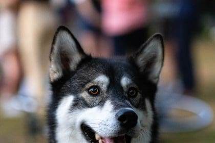 happy siberian husky dog