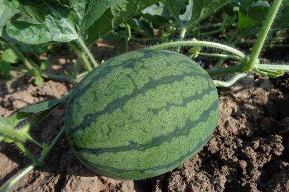 how much is 1kg of watermelon