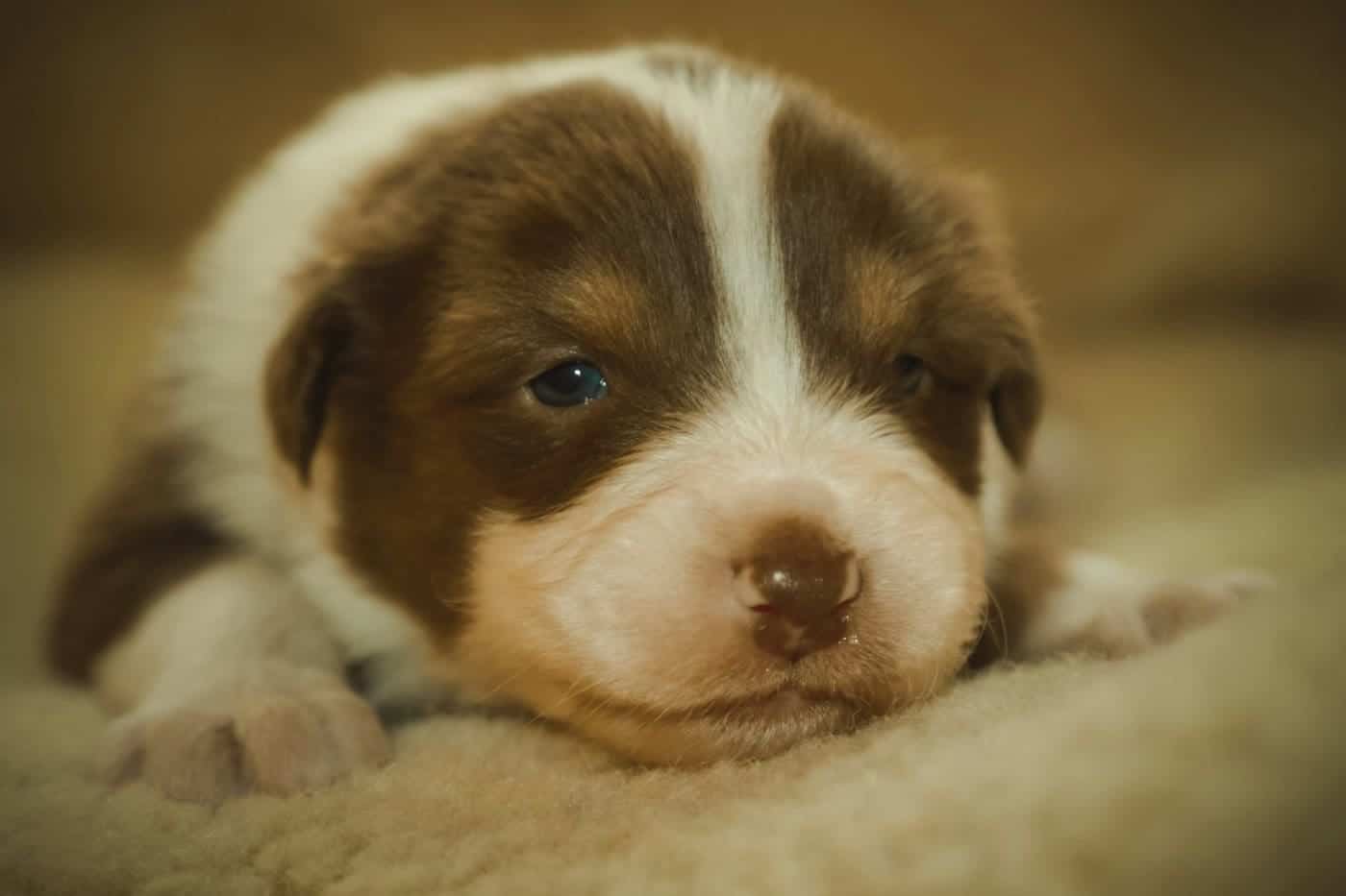 When do Puppies Eyes Change Color?