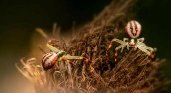 Protect Your Home and Family from Redback Spiders with This In-Depth Guide