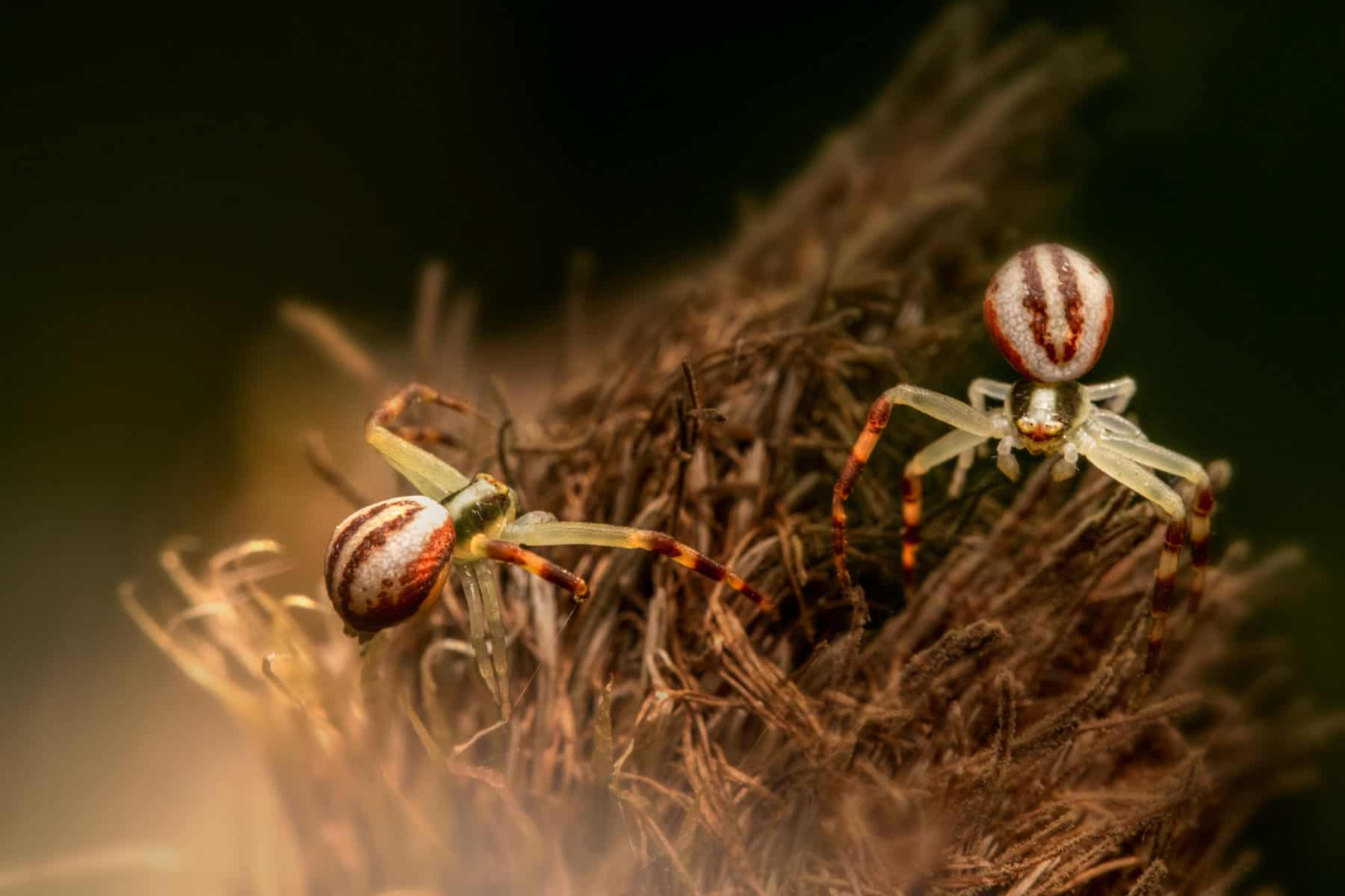 Protect Your Home and Family from Redback Spiders with This In-Depth Guide
