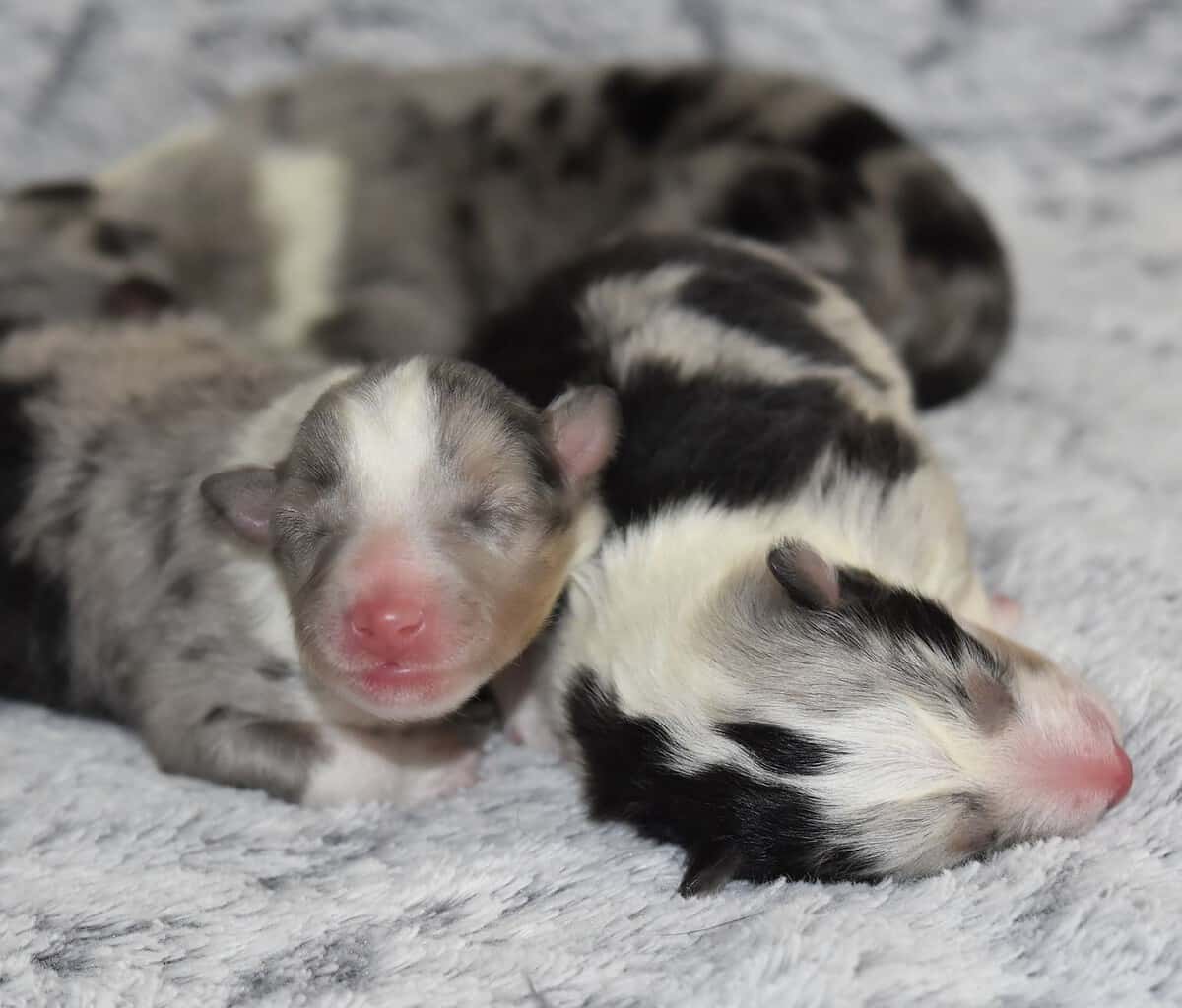 When do Puppies Eyes Change Color?