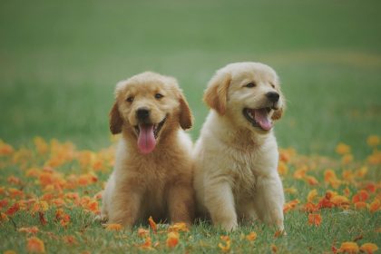 Deciding on the Dreadful: Uncovering Costs and Procedures of Pet Euthanasia