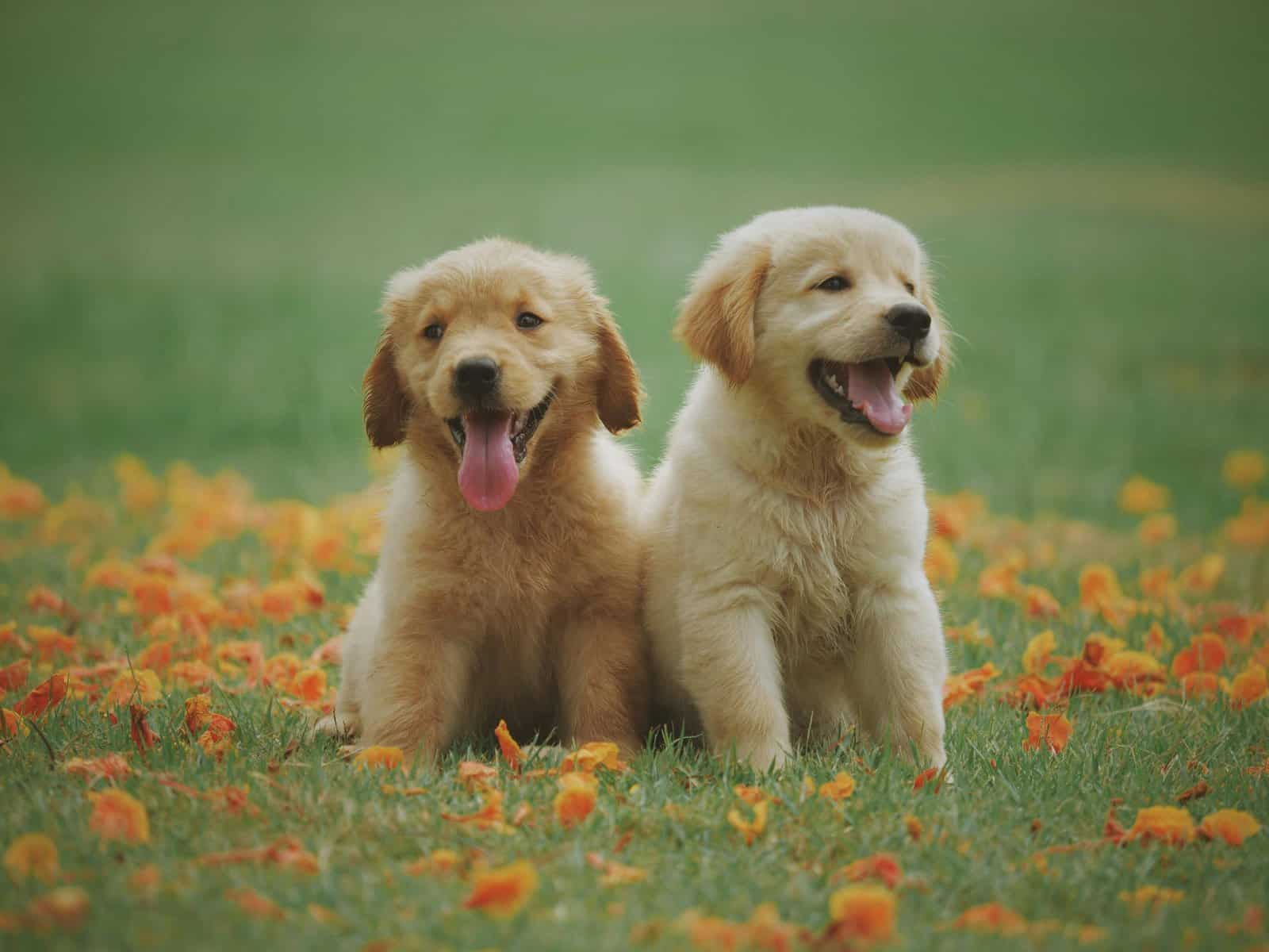 Deciding on the Dreadful: Uncovering Costs and Procedures of Pet Euthanasia
